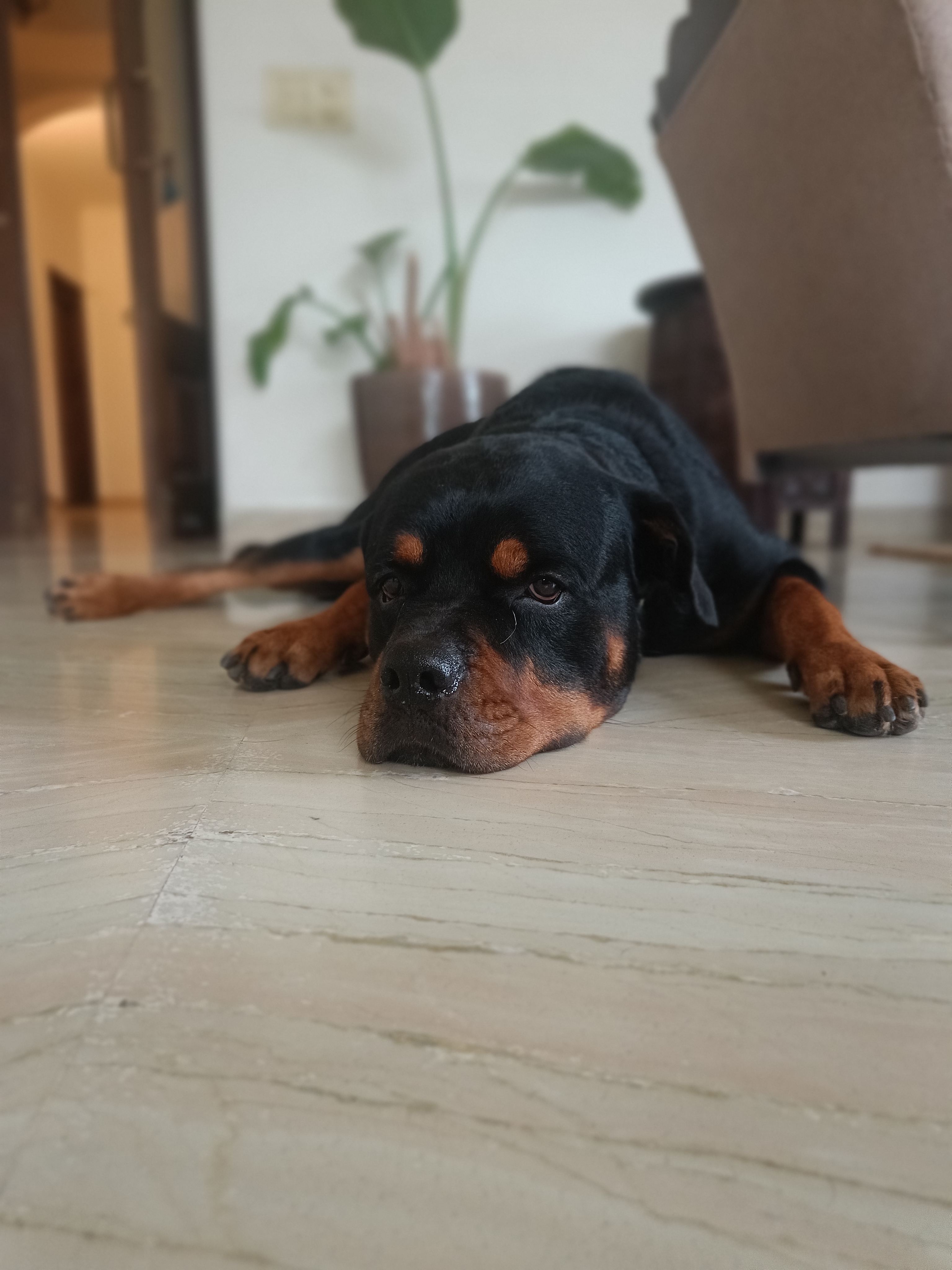 Dog relaxing at home