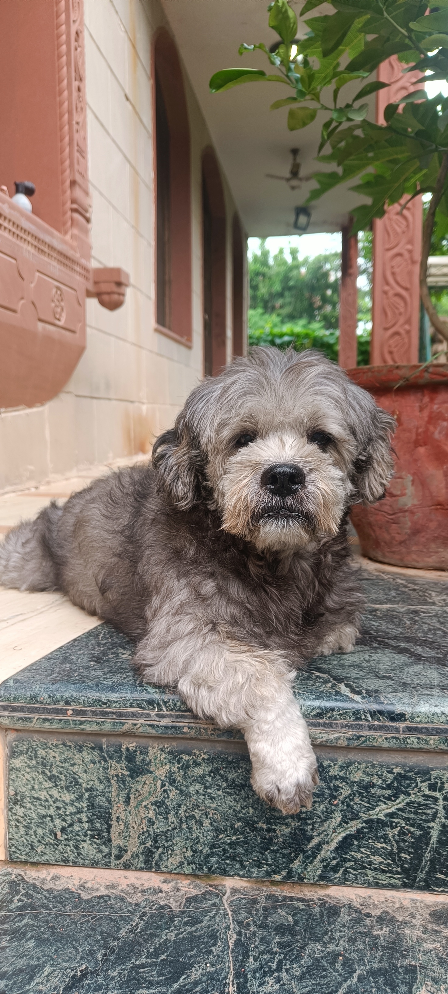 Dog waiting patiently