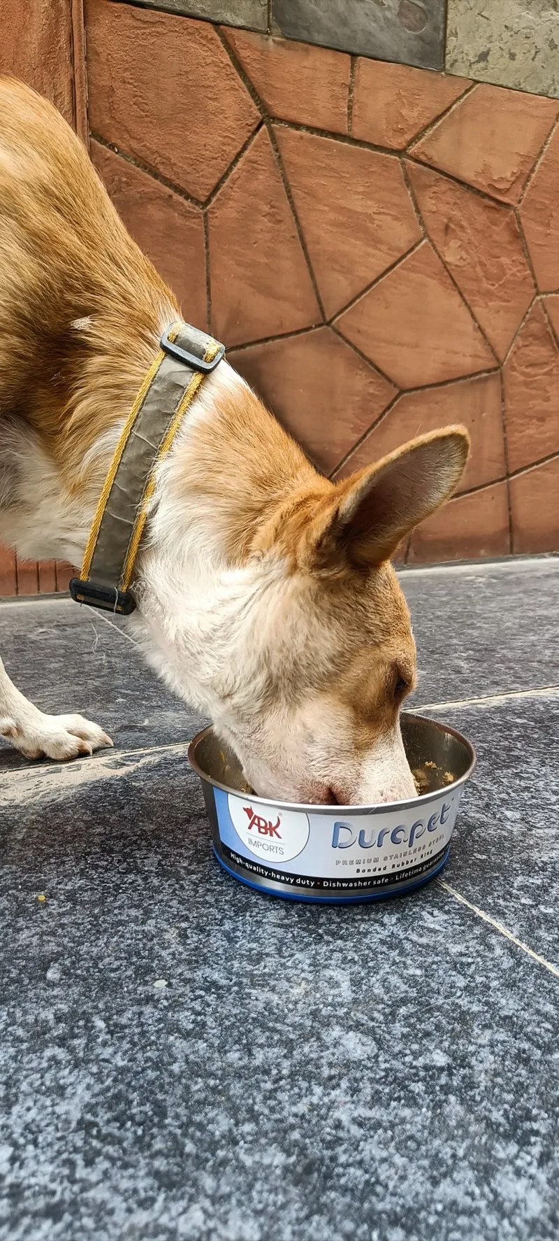 Relaxed dog at home after a balanced fresh meal