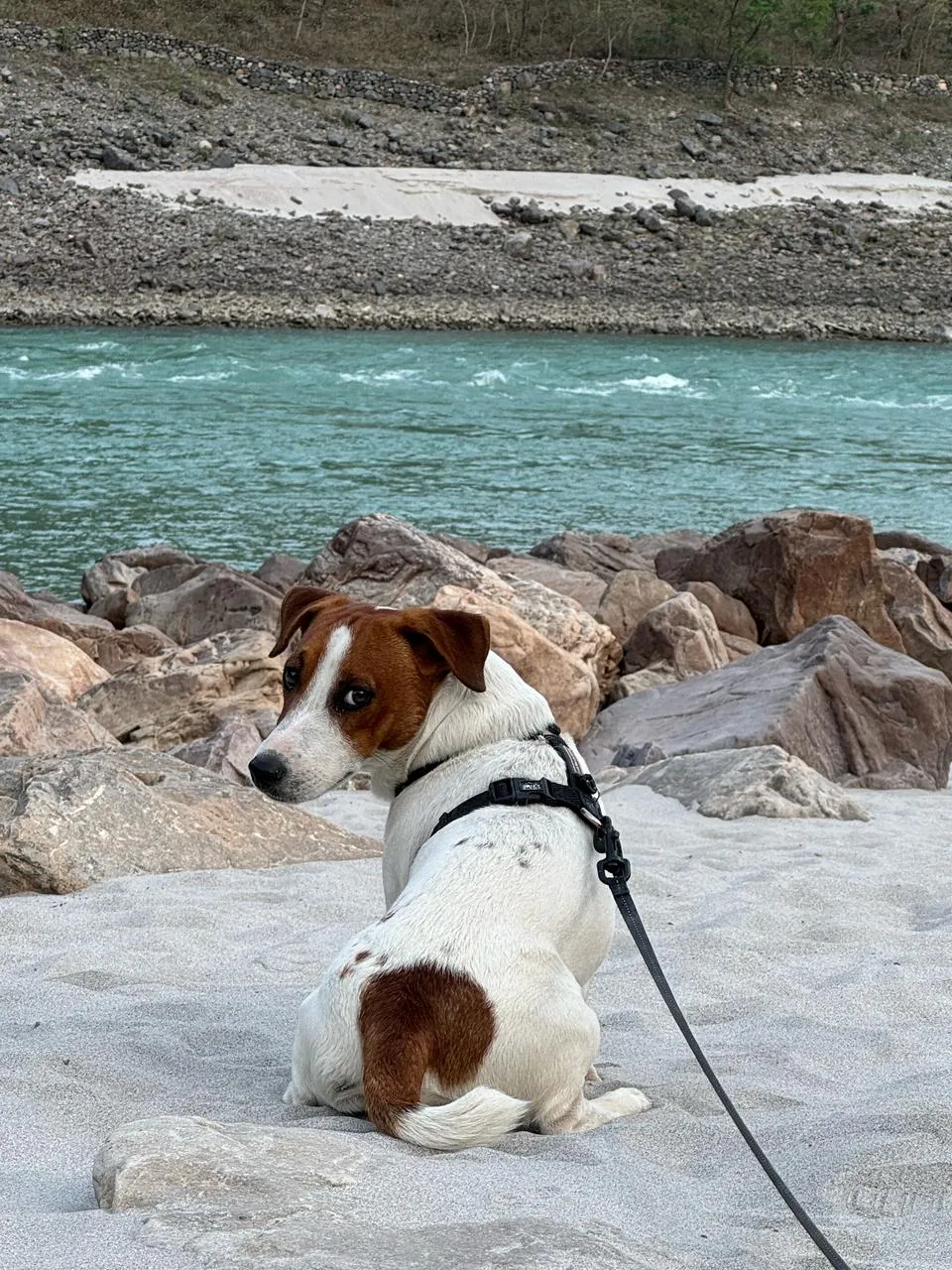 Boom the Jack Russell Terrier, Bowl d'Amour customer