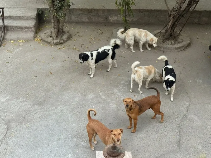Street dogs sharing fresh meals from Bowl d'Amour