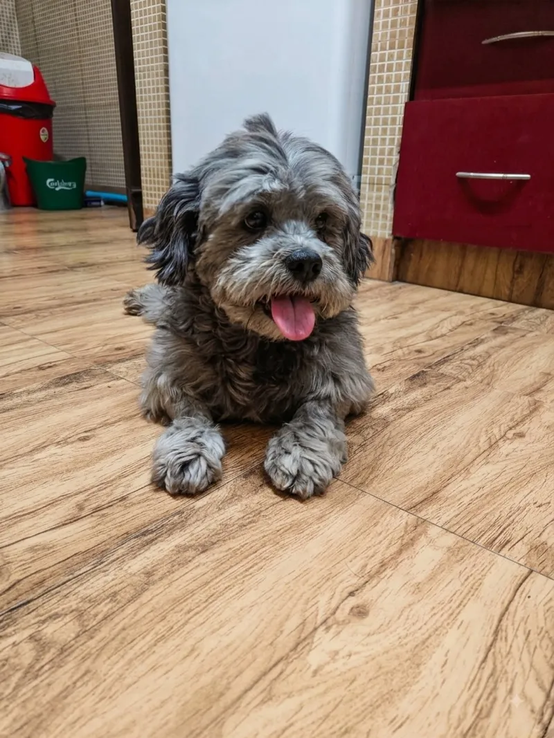 Dog enjoying homemade treats from Bowl d'Amour